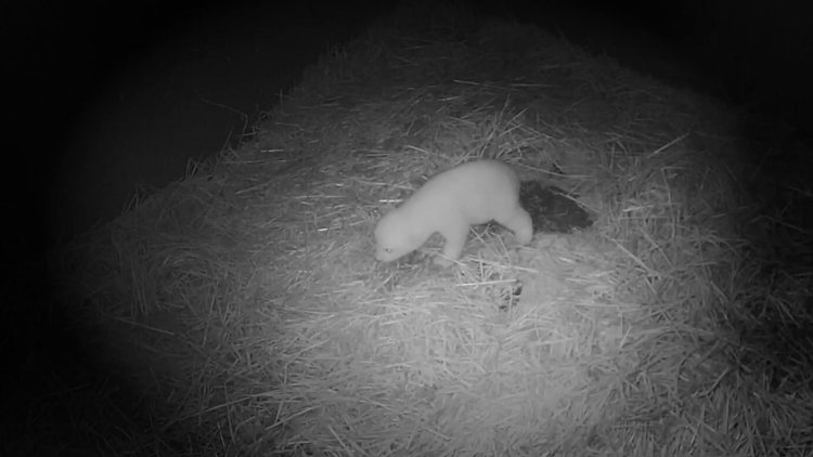 Yeni doğan yavru kutup ayısının ilk adımları görüntülendi