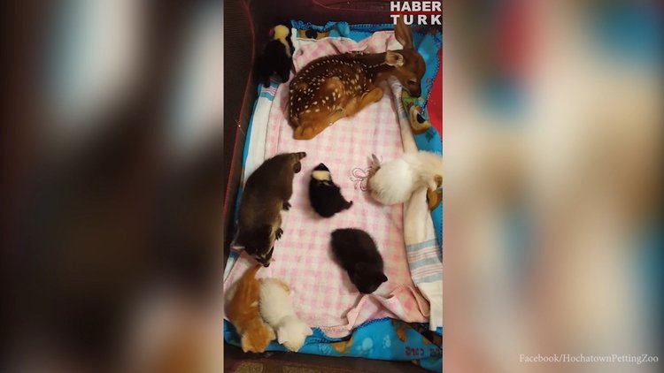 Yavru Hayvanların Dinlenme Saati