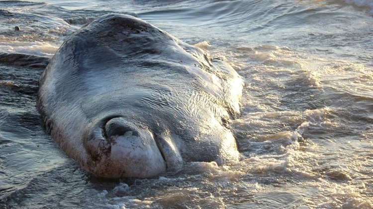 Hatay'da beyaz balina kıyıya vurdu