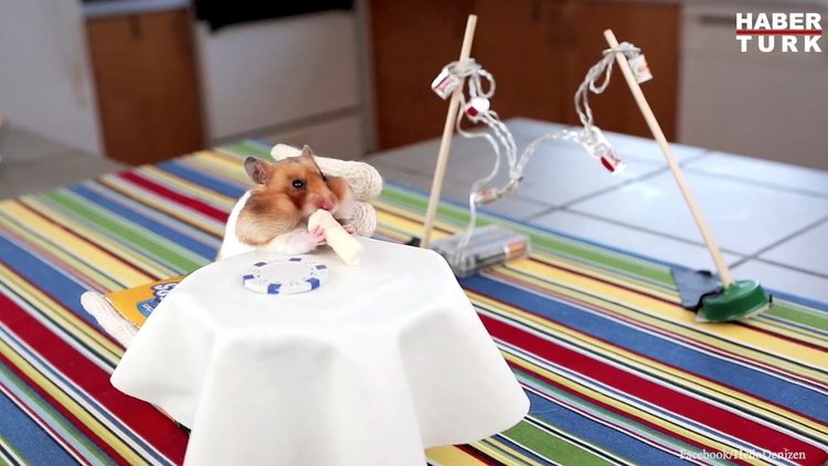 Dürüm yemenin hakkını veren minik hamster