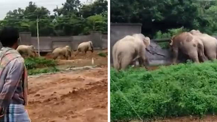 Beton duvarı filler yıktı