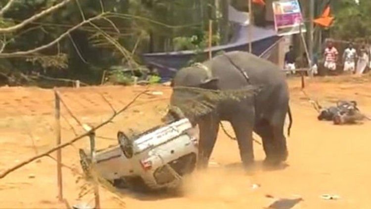 Festivale fil engeli