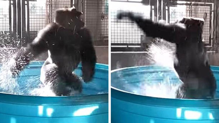 Havuzda böyle dans etti