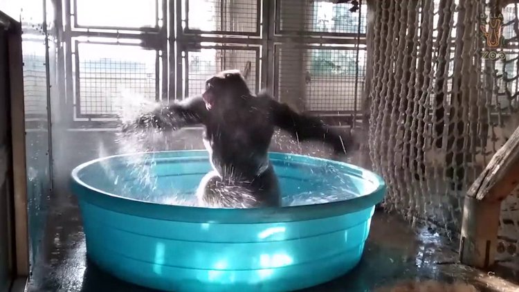 Küçük havuzda çılgınca dans eden goril