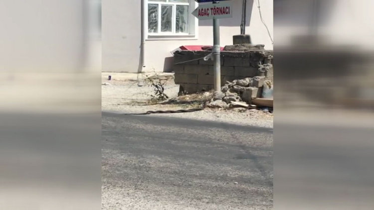 Yılanların dansı böyle görüntülendi