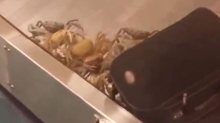 Bavul bandından yengeç ordusu çıktı