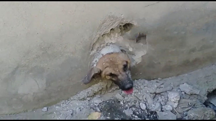 AKUT uzun uğraşlar sonrasında kurtardı