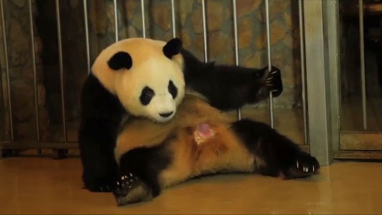 Doğum anı kaydedildi