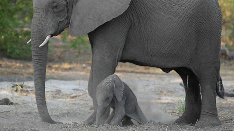 Yavru filin ilk adımları...