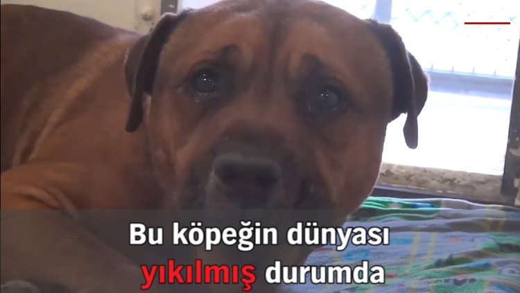 Bir köpek ağlar mı?