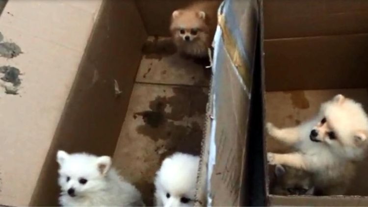 En sevimli kaçaklar