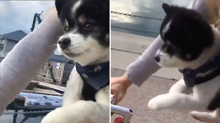 Bisiklet sürdüğünü sanan köpek