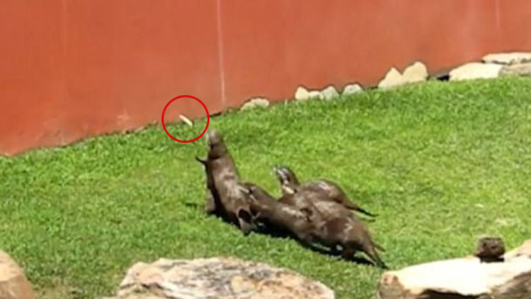 Su samurları kelebekle oynadı