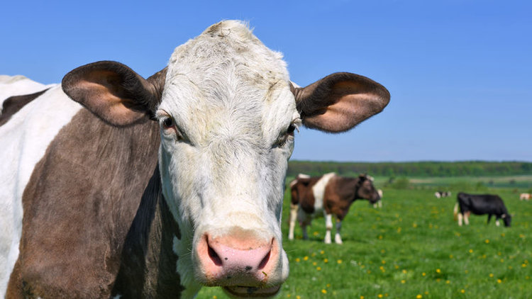 Bayramda dişi hayvan kesmek yasak
