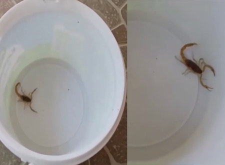 Sirkeye Dokunan Akrep Bakin Ne Yapti