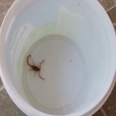 sirkeye dokunan akrep bakin ne yapti