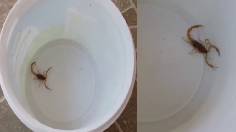 Sirkeye dokunan akrep bakın ne yaptı!