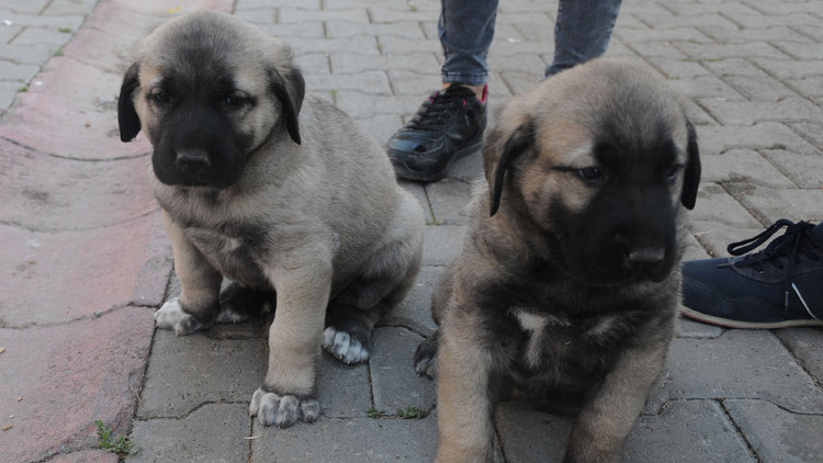 Sivas'ın Kangal köpekleri görücüye çıktı