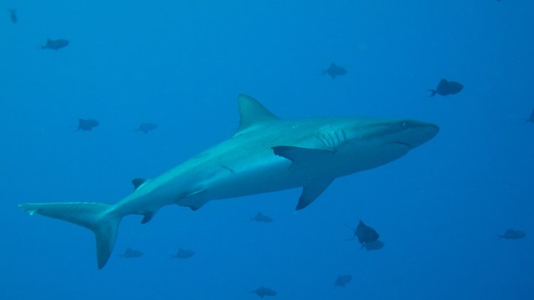 Köpek balığı böyle intikam aldı
