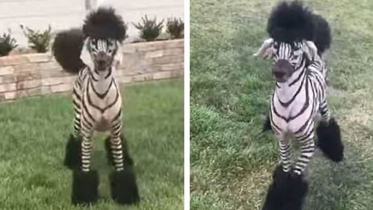 Köpeğini zebra gibi boyadı