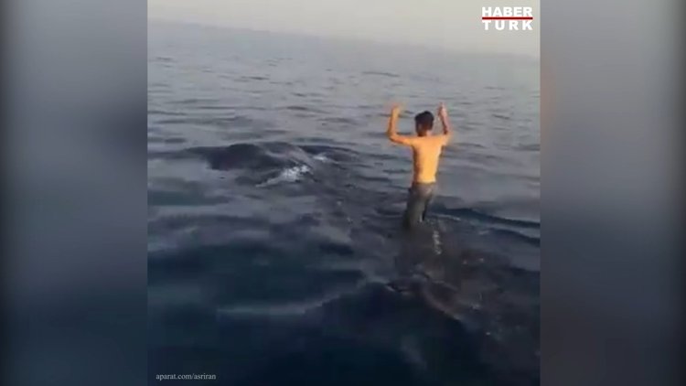 İranlı gençler balina köpekbalığının sırtında sörf yaptı