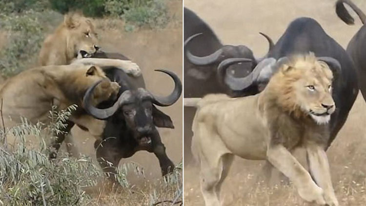 Aslanların planı tutmadı