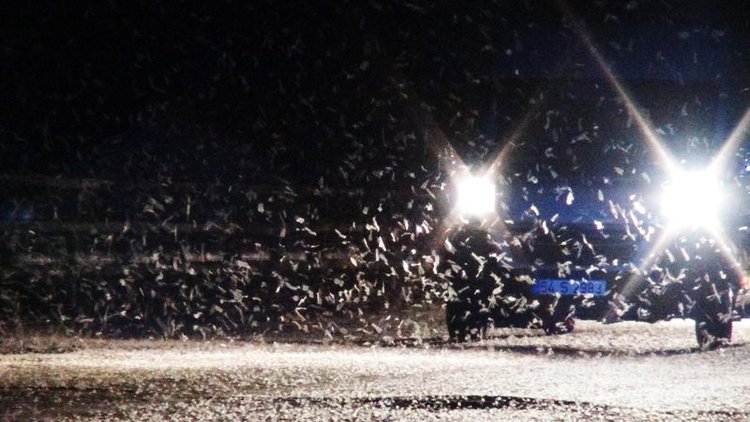 Ölüm dansı başladı