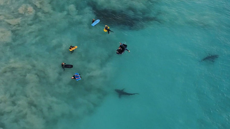 Köpekbalıkları sakin kaldı