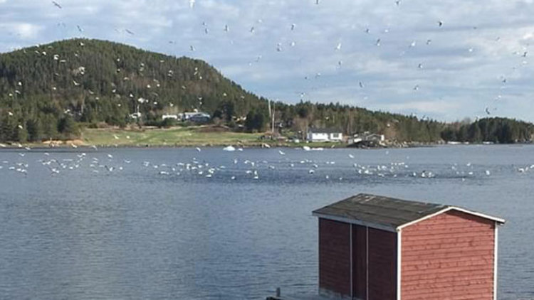 Sümsük değil kamikaze dalışı... 