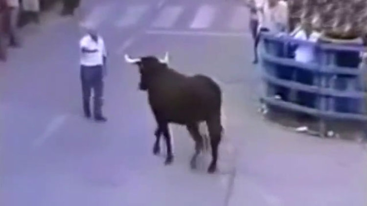 Boğa kendisini büyüten adamı görünce...