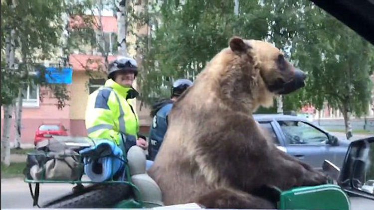 Motorla tura çıkan ayı halkı selamladı