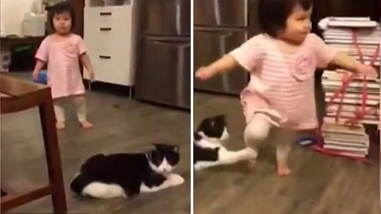 Kedinin sevimli tuzağı