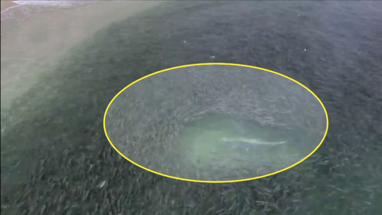 Yüz binlercesi sahile akın etti