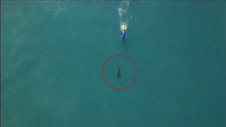 Köpek balığı sörf yarışmasını bastı