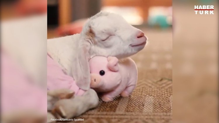 Oyuncağı olmadan uyuyamayan sevimli oğlak