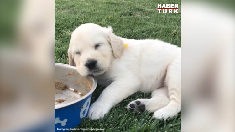 Yemekten hemen sonra uyuyakalan minik köpek
