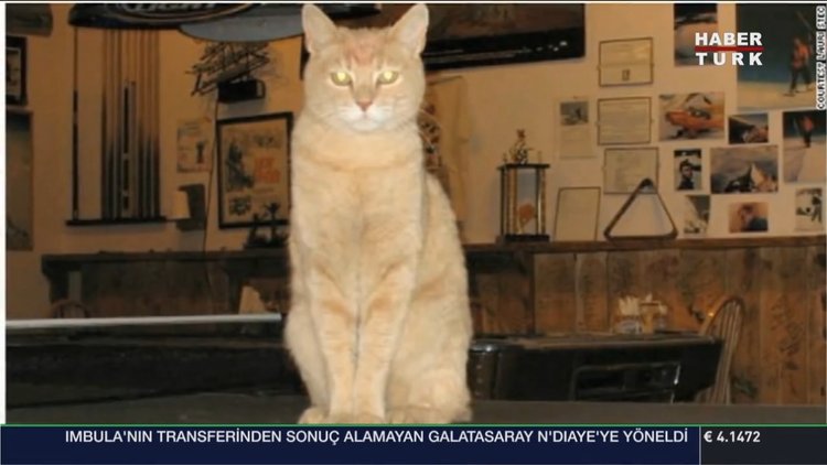 Alaska'nın kedi 'belediye başkanı' 20 yaşında öldü