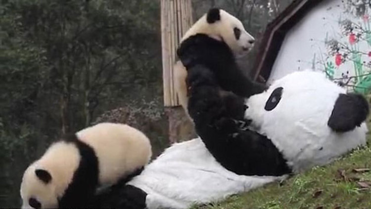 Vahşi hayata böyle hazırlanıyorlar