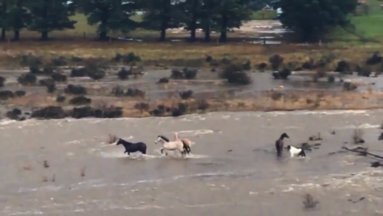 5 atın selle mücadelesi böyle kaydedildi