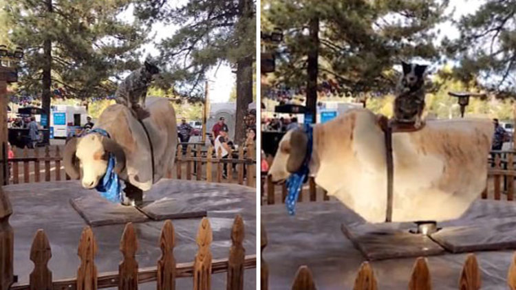 Köpek 'rodeo' yaptı