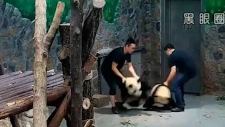 Pandaları fırlattılar