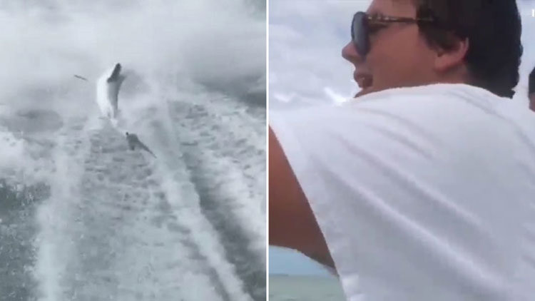 Köpekbalığına eziyet ettiler