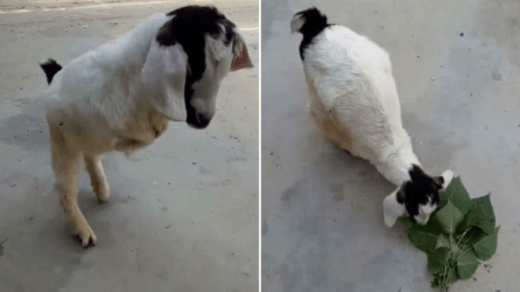 İnsan gibi yürümeyi öğrendi