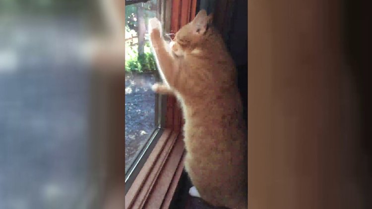 Gözleri görmeyen kedinin güneşi yakalama isteği