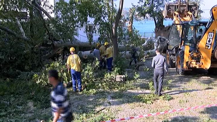 Şiddetli fırtına Çengelköy'deki asırlık çınarı devirdi
