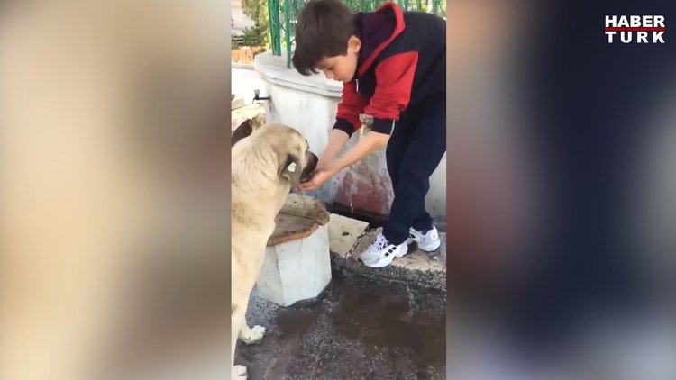 Sıcak havada susayan köpeğe elleriyle su içiren minik