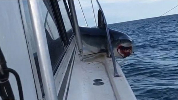 Köpekbalığı tekneye atladı