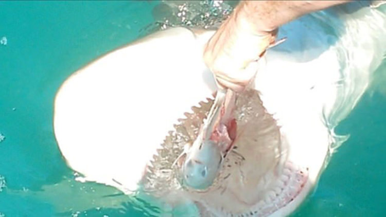 Köpekbalığını elleriyle besledi