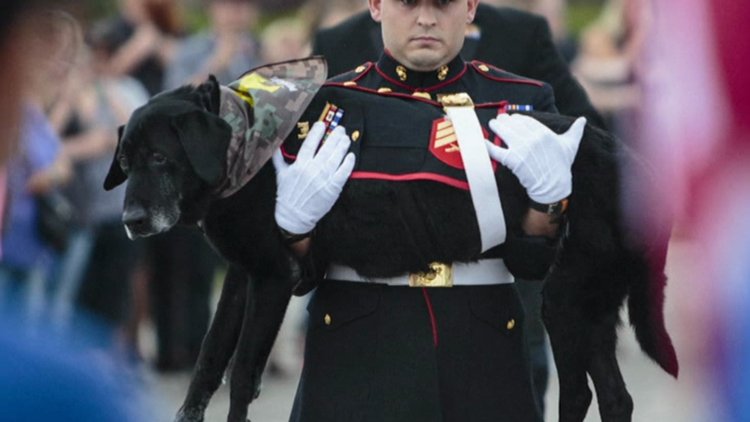 Kahraman köpeğe vefa