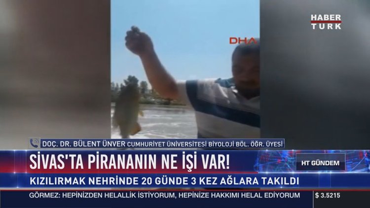 Sivas'ta pirananın ne işi var!